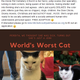 Illustration for article titled Worlds worst cat up for adoption
